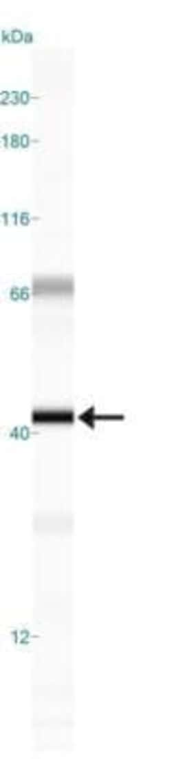 Rad51C Antibody (2H11/6) - Azide and BSA Free, Novus Biologicals 0.1 mL;